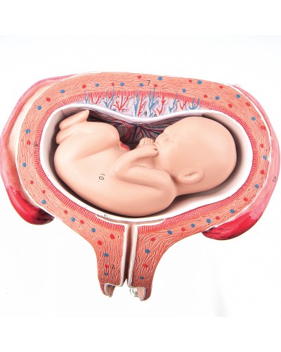 Fetus, month 5, dorsal position